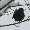 Les oiseaux et la neige