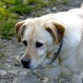 Promenade canine 