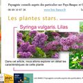 🌸 Syringa vulgaris. Lilas par Paysagiste Pays Basque et Paysagiste Landes.
