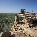 Les arbres sont nos amis : écologie et santé,