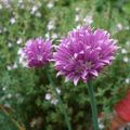 La ciboulette, une des fines-herbes par excellence !