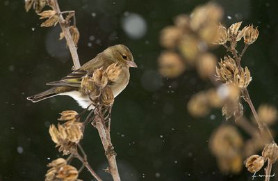 Les oiseaux du jardin