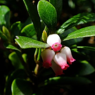 Airelle à petites feuilles