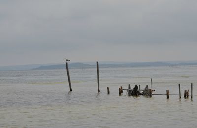 Etang de Bages en Languedoc-Roussillon.