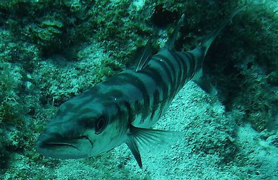 barracuda (Sphyraena)