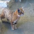 Chat des sables