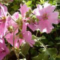 Les fleurs de mon jardin.