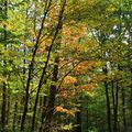 Forêt d'Orléans - Couleurs d'Automne 