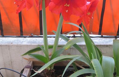 Jardinage de Balcon