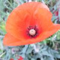 Coquelicot