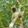 Des Lémuriens malgaches, un lémurien suédois