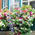 Le 2 juillet 1791 à Nogent-le-Rotrou : pas de pots de fleurs sur les fénêtres.