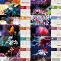 Les calendrier Sab's Reef Tales 2013 sont en vente!