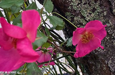 Quelques fleurs bravent décembre dans mon jardin !