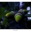 Glands en Brocéliande