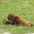 ZOO DE LA BOISSIÈRE, EN COMPAGNIE DES SINGES