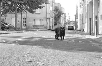 Panthère noire ...