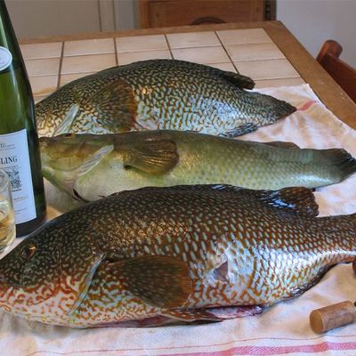 Une petite sortie Chasse en Kayak...