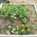 Légumes d'été et plantes à massif : les couleurs vont chatoyer dans mes carrés 