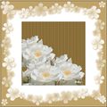 Roses blanches 