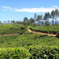 Kerala : MUNNAR et ses plantations de thé