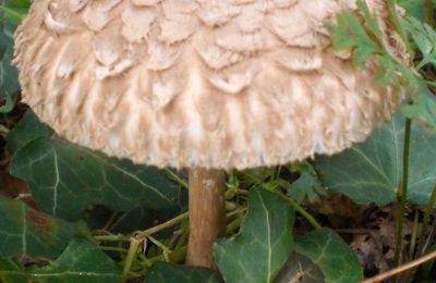 L'une des 5 ou 6 espèces de champignons connues de tous…