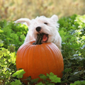 En fête avec le westie Quoi de plus merveilleux