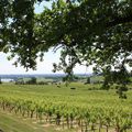 Fronsac (Gironde)