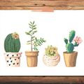 AQUARELLE - succulentes -