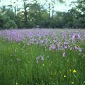 Champ de fleurs, Gouzon