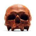 Edible Anatomically Accurate Chocolate Human Skulls