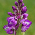 Orchis Mascula