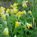 Coucou, primula veris 