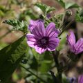 Les Fleurs 1000 et une espèces