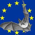 vendredi 26 août    :   La Nuit européenne de la chauve-souris