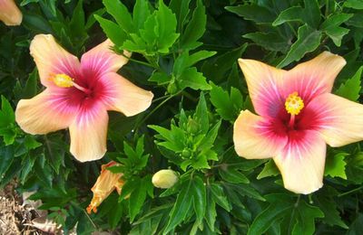 Hibiscus