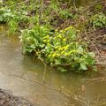 Pluie dans le ruisseau