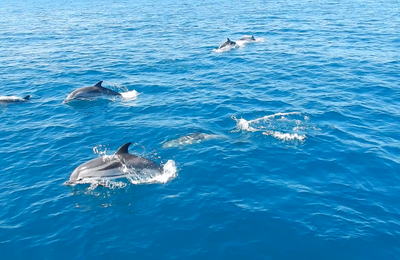 Dauphins en liberté dans le Golfe de Corinthe - Dolphins playing in the Gulf of Corinth