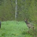 une couple de chevreuils