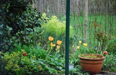 Le jardin début avril