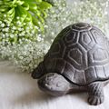 Doux &amp; Paisible week-end... Tortue chez