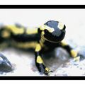 Salamandre tachetée - Cambon et Salvergues (Hérault 34)