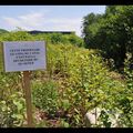 C'est plutôt la jungle...