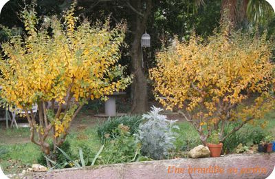 En automne, les couleurs se ramassent à la pelle !