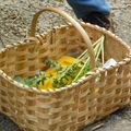 Balade, cueillette et confection d'un pesto