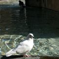 les pigeons d'Aix