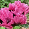 Superbe couleur pour ce Pavot d'Orient Patty's plum