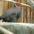 Zoo de Beauval - Catégorie Oiseaux 