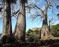 THE BAOBAB TREE Native of the Indian Ocean, the