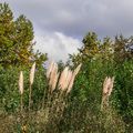 HERBES DE LA PAMPAS